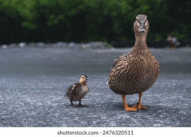 Mallard female with little ducklings. Breeding season in wild ducks. Mallard duck with a brood in a colorful spring place. Little ducklings with mom duck - Powered by Shutterstock