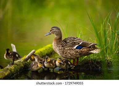 Mallard female with little ducklings in a living nature on the river on a sunny day. Breeding season in wild ducks. Mallard duck with a brood in a colorful spring place. Little ducklings with mom duck