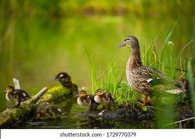 Mallard female with little ducklings in a living nature on the river on a sunny day. Breeding season in wild ducks. Mallard duck with a brood in a colorful spring place. Little ducklings with mom duck - Powered by Shutterstock