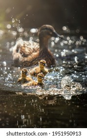 Mallard female with little ducklings in a living nature on the river on a sunny day. Little ducklings with mom duck.