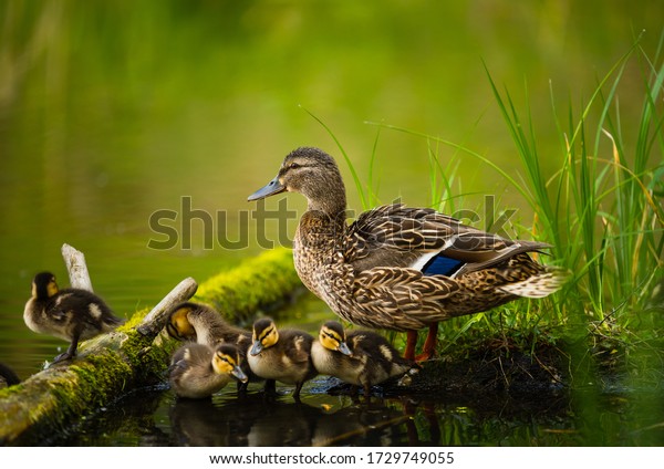 Mallard female with little ducklings in a living\
nature on the river on a sunny day. Breeding season in wild ducks.\
Mallard duck with a brood in a colorful spring place. Little\
ducklings with mom duck