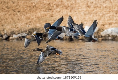 Mallard Flock Flying Over Lake