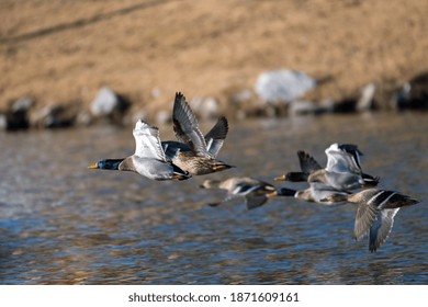 Mallard Flock Flying Over Lake