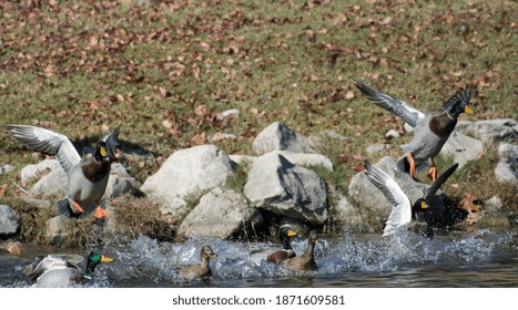 Mallard Flock Landing On Lake