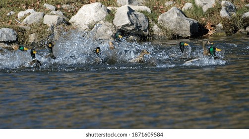 Mallard Flock Landing On Lake