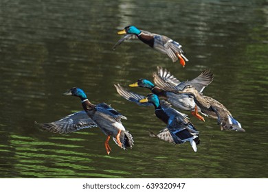 Mallard Flock Landing On Lake 