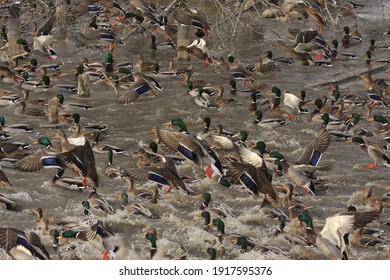 Mallard Flock Taking Off From Pond