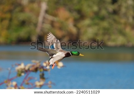 Mallard flying at lakeside. Mallards are large ducks with hefty bodies, rounded heads, and wide, flat bills.