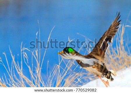 Mallard flying over the snow bank of the river in frosty day