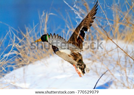 Mallard flying over snowy river