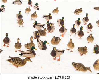 Mallard Geese In Avon Connecticut