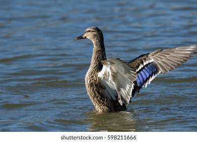 53 Back flap duck Images, Stock Photos & Vectors | Shutterstock