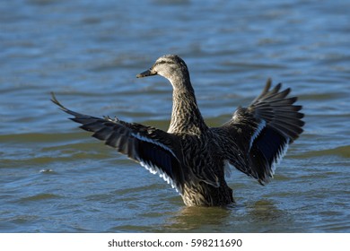 53 Back flap duck Images, Stock Photos & Vectors | Shutterstock