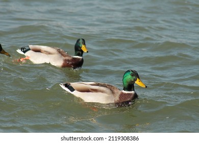 Mallard Male Drake On The Lake