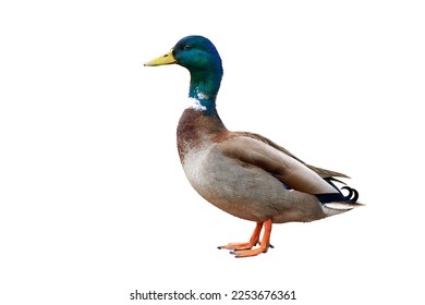 Mallard Male Duck isolated on white background ( Anas platyrhynchos )
