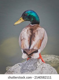 A Mallard Male Duck On Pond
