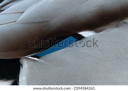 Mallard male feathers close up
