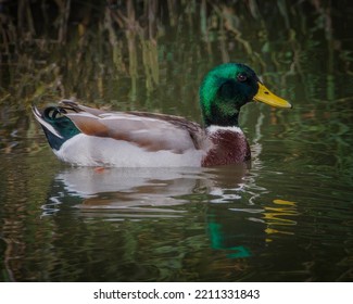 A Mallard Male In Pond