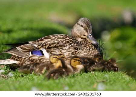 Mallard mom and ducklings resting at lakeside. Mallards are large ducks with hefty bodies, rounded heads, and wide, flat bills.