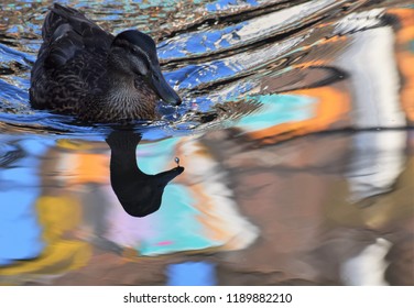 Mallard on the canal - Shutterstock ID 1189882210