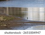 Mallard on Muddy Urban Shoreline