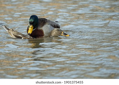 Mallard Pair Mating While On Lake