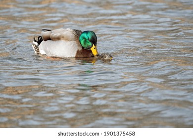 Mallard Pair Mating While On Lake