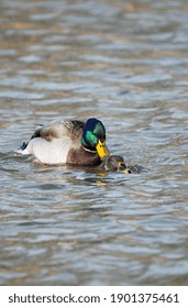 Mallard Pair Mating While On Lake