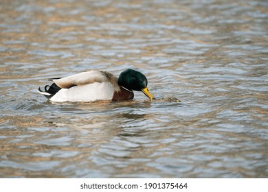 Mallard Pair Mating While On Lake