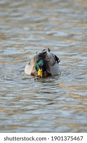 Mallard Pair Mating While On Lake