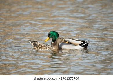 Mallard Pair Swimming On Lake