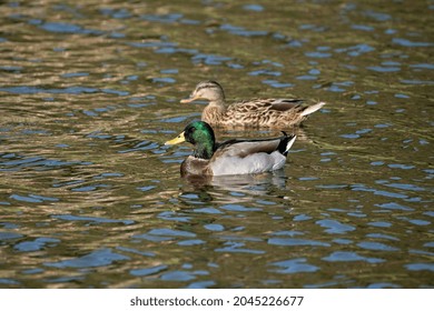 Mallard Pair Swimming On Lake