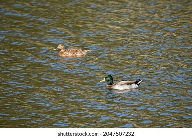 Mallard Pair Swimming On Lake