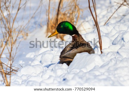 mallard sitting in snow drifts