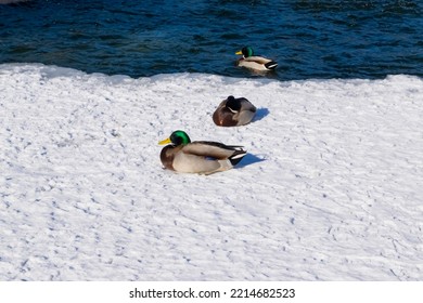 Mallard In The Snow. Birds In Nature.