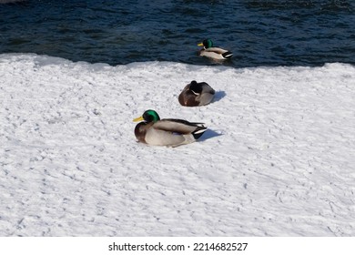 Mallard In The Snow. Birds In Nature.