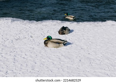 Mallard In The Snow. Birds In Nature.