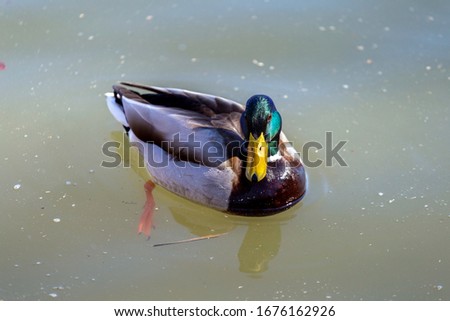 Mallard in the water on a spring day.