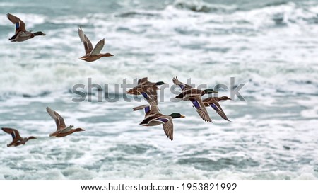 Mallard waterfowl birds flying over sea water. Seascape of hovering birds against background of blue foaming waves. Anas platyrhynchos, mallard duck.