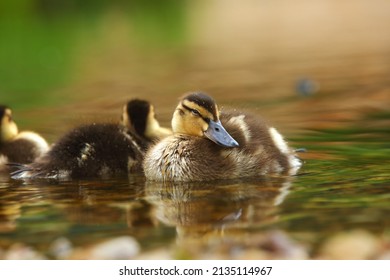 The mallard or wild duck (Anas platyrhynchos) small newborn swimming on the lake. Morning sun. Green background.