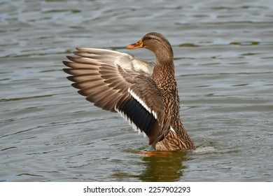 The mallard or wild duck (Anas platyrhynchos) is a dabbling duck that breeds throughout the temperate and subtropical Americas, Eurasia, and North Africa, and has been introduced in several countries. - Shutterstock ID 2257902293