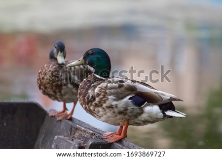The Mallard or Wild Duck (Anas platyrhynchos). They resting on an old boat. Stock fotó © 
