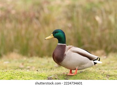 Mallard, wild duck male, colorful bird posing on meadow