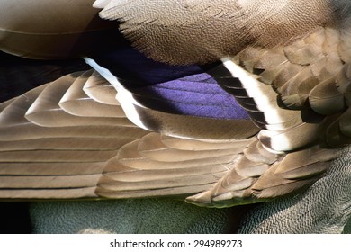 Mallard Wing Feathers Macro