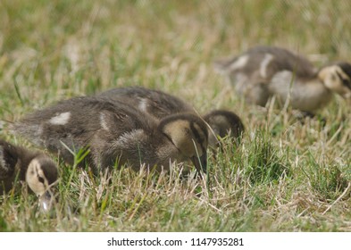 Mallards (Anas Platyrhynchos). Ducklings. Te Anau Bird Sanctuary. Te Anau. Southland. South Island. New Zealand.