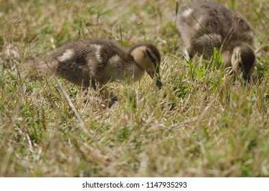 Mallards (Anas Platyrhynchos). Ducklings. Te Anau Bird Sanctuary. Te Anau. Southland. South Island. New Zealand.