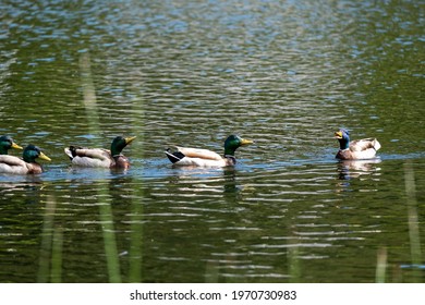 Mallards In A Deep Conversation