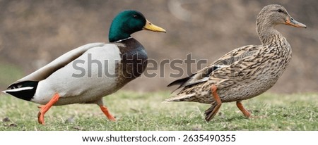 Mallards ducks single and in groups near a pond