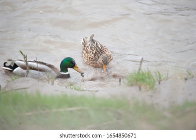 Mallards Feeding In The Mud On The River Usk