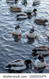 Mallards In A Lake, Some Of Them Turning Their Rear Ends Up When Eating, Photographed In Portrait Mode